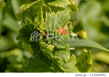 curled currant leaves close up 113609942