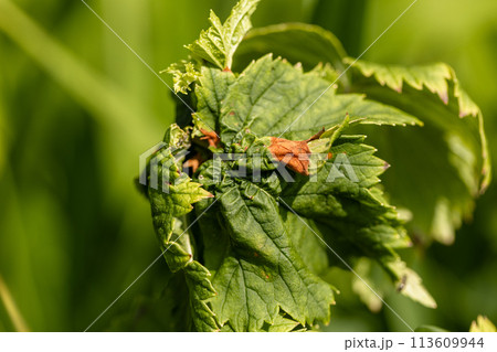 curled currant leaves close up 113609944