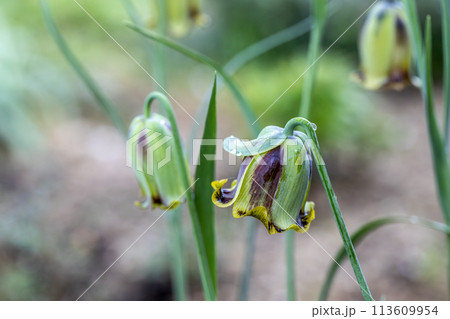 Fritillaria acmopetala, the pointed-petal fritillary bloom in spring in the garden on a sunny day Fritillaria acmopetala, the pointed-petal fritillary bloom in spring in the garden on a sunny day 113609954