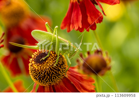 Large green grasshopper on red helenium flowers in the garden 113609958