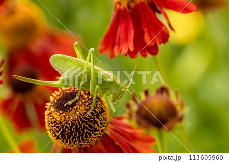 Large green grasshopper on red helenium flowers in the garden Large green grasshopper on red helenium flowers in the garden 113609960