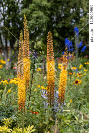 Eremurus Cleopatra Foxtail Lily in flowers garden 113609969