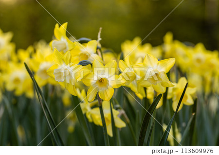 Yellow Narcissus Pipit in garden. Narcissus poeticus Yellow Narcissus Pipit in garden. Narcissus poeticus 113609976