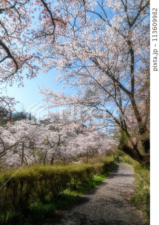 福島県矢祭町　桜咲く矢祭山公園と水郡線 113609982