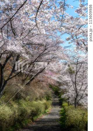 福島県矢祭町　桜咲く矢祭山公園と水郡線 113609986