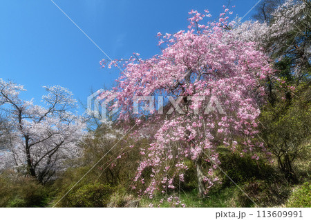 福島県矢祭町　桜咲く矢祭山公園と水郡線 113609991