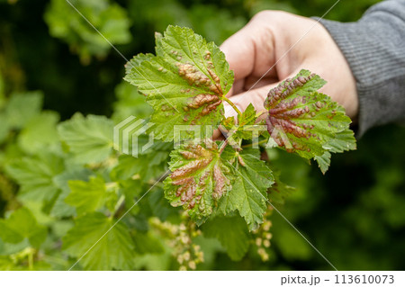 A hand holds red currant leaves infected with anthracnose fungus. Control of garden and vegetable pests. Gall aphids on leaves, red spots on green leaves. 113610073