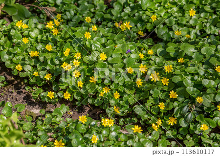 Field yellow flowers on a background of green grass 113610117