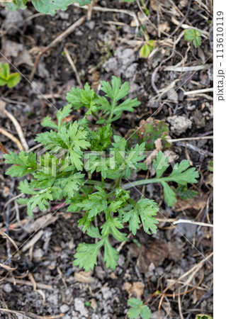 mugwort that grows well in spring. 113610119