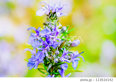 ローズマリーの花 ハーブガーデン ローズマリーの花 ハーブガーデン 113610142