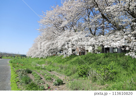 春の埼玉県蓮田市にある元荒川河川敷公園のソメイヨシノの桜の花 113610820