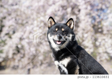 桜と柴犬の小太郎 113610831