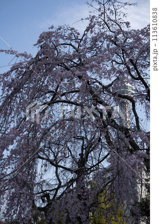 横浜の枝垂れ桜 113610838