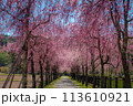春の山中湖旅行 桜のお花見 しだれ桜並木 花の都公園 113610921