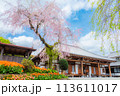 秦野 泉蔵寺 チューリップと桜のお花見 113611017