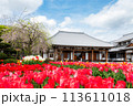 秦野 泉蔵寺 チューリップと桜のお花見 113611018