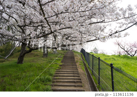 桜　丸亀市飯山総合運動公園(香川県) 113611136