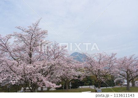 桜 飯野山 丸亀市飯山総合運動公園からの眺め(香川県) 桜 飯野山 丸亀市飯山総合運動公園からの眺め(香川県) 113611143