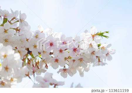 満開の桜 113611159