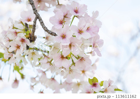 満開の桜 113611162
