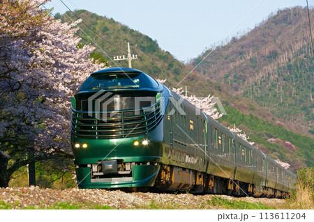 朝日を受けて桜並木を行く 113611204