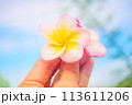 手に持ったプルメリアの花、ハワイアンフラワー/フラ、フラダンス 113611206