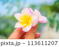 手に持ったプルメリアの花、ハワイアンフラワー/フラ、フラダンス 113611207