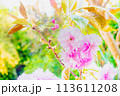 八重咲きのボタン桜 関山カンザンザクラ 113611208