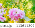八重咲きのボタン桜 関山カンザンザクラ 113611209