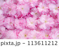八重咲きのボタン桜の花びらの背景画像 113611212