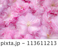 八重咲きのボタン桜の花びらのアップ 113611213