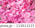 八重咲きのボタン桜の蕾の背景画像 113611215