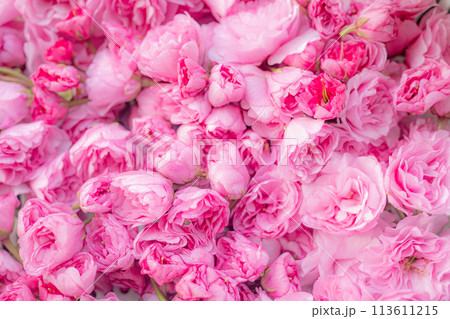 八重咲きのボタン桜の蕾の背景画像 113611215