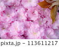 八重咲きのボタン桜の花びらと桜の葉 113611217