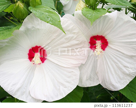 白いアメリカフヨウの花のアップ 白いアメリカフヨウの花のアップ 113611237