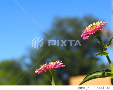青空とヒャクニチソウの花 青空とヒャクニチソウの花 113611238