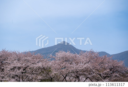 千本桜と赤城山 113611317