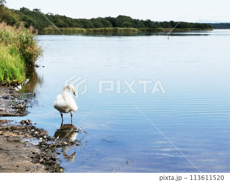 ウトナイ湖　白鳥　リフレクション 113611520