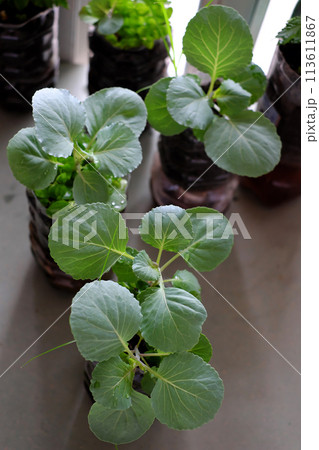 Reuse plastic bottle to make pot for plant vegetable at home gar 113611867