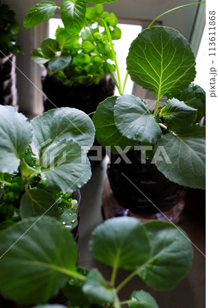 Reuse plastic bottle to make pot for plant vegetable at home gar 113611868