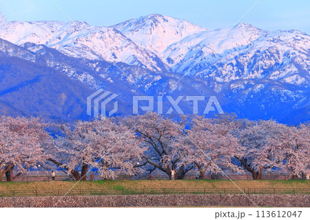 【富山県】あさひ舟川べりの満開の桜並木と北アルプス 【富山県】あさひ舟川べりの満開の桜並木と北アルプス 113612047