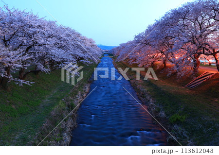 【富山県】あさひ舟川べりの満開の夜桜 【富山県】あさひ舟川べりの満開の夜桜 113612048