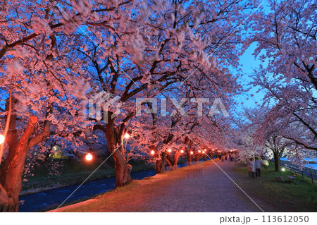 【富山県】あさひ舟川べりの満開の夜桜 【富山県】あさひ舟川べりの満開の夜桜 113612050