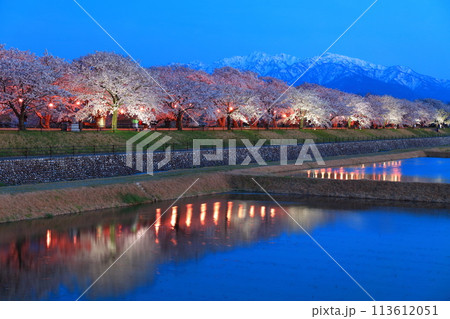 【富山県】あさひ舟川べりの満開の夜桜と北アルプスのシンメトリー 【富山県】あさひ舟川べりの満開の夜桜と北アルプスのシンメトリー 113612051