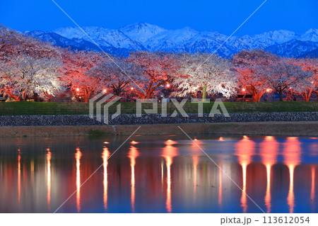 【富山県】あさひ舟川べりの満開の夜桜と北アルプスのシンメトリー 【富山県】あさひ舟川べりの満開の夜桜と北アルプスのシンメトリー 113612054