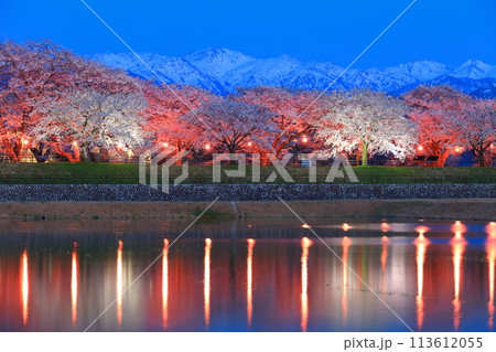 【富山県】あさひ舟川べりの満開の夜桜と北アルプスのシンメトリー 113612055