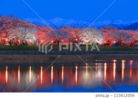 【富山県】あさひ舟川べりの満開の夜桜と北アルプスのシンメトリー 113612056