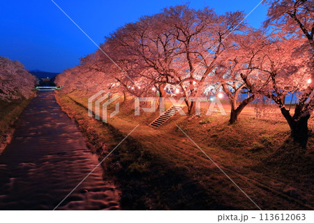 【富山県】あさひ舟川べりの満開の夜桜 113612063