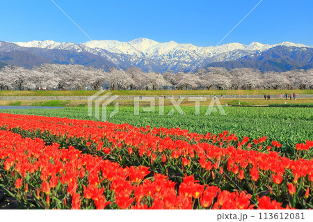 【富山県】あさひ舟川 春の四重奏(満開の桜とチューリップと菜の花と北アルプス) 【富山県】あさひ舟川 春の四重奏(満開の桜とチューリップと菜の花と北アルプス) 113612081