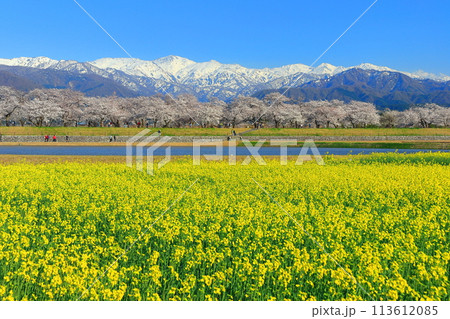 【富山県】あさひ舟川 春の四重奏（満開の桜と菜の花と北アルプス） 113612085